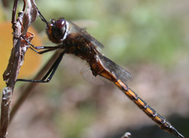 Mantled Baskettail